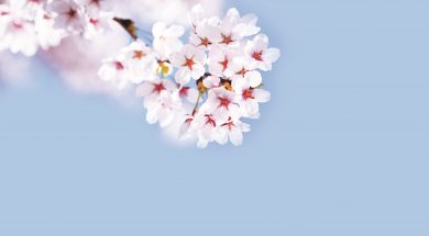 cherry-1591441237960-2127